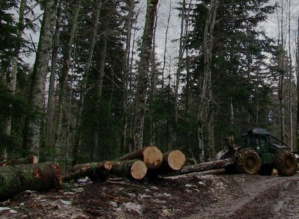U prvom kvartalu proizvodnja i prodaja šumskih sortimenata u FBiH ipak u plusu
